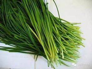 原神最新爆料韭菜,神秘韭菜助力角色成长,探索游戏新玩法